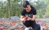 Ngắm hoa gạo nở rực góc trời